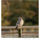 ... rückansicht ... Buteo / Mäusebussard