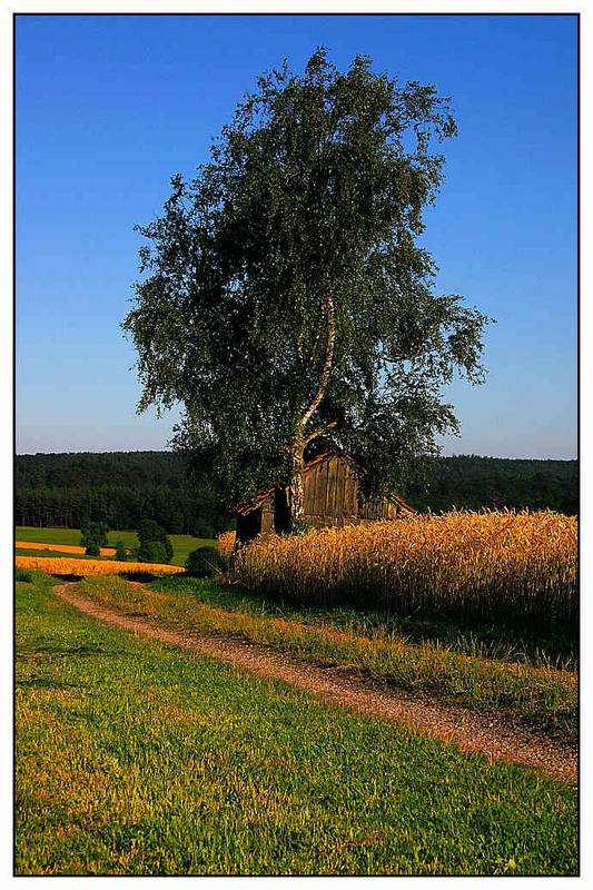 Rückansicht der Hütte die zweite