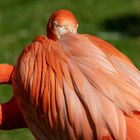 Rückansicht des Flamingos