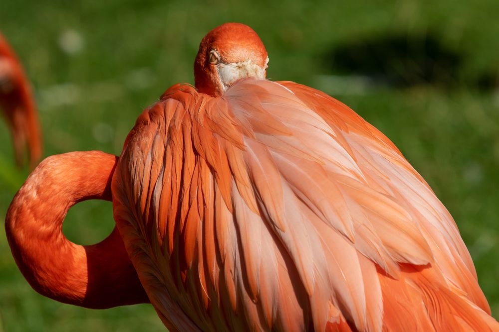 Rückansicht des Flamingos