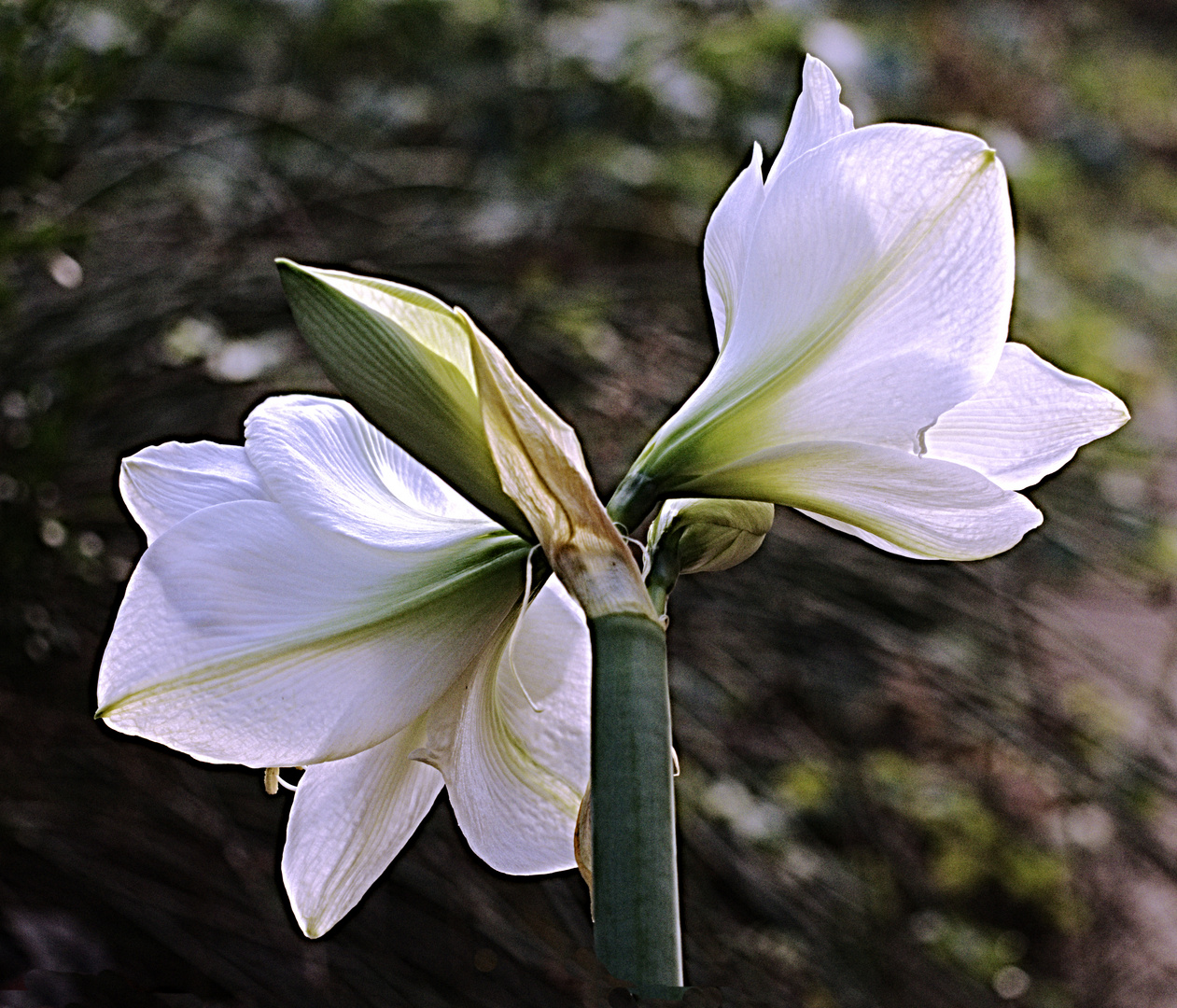 Rückansichten der Amaryllis 