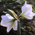 Rückansichten der Amaryllis 