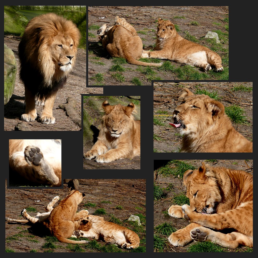 Rückblick 2008 - # 4 - Löwennachwuchs im Zoo Münster