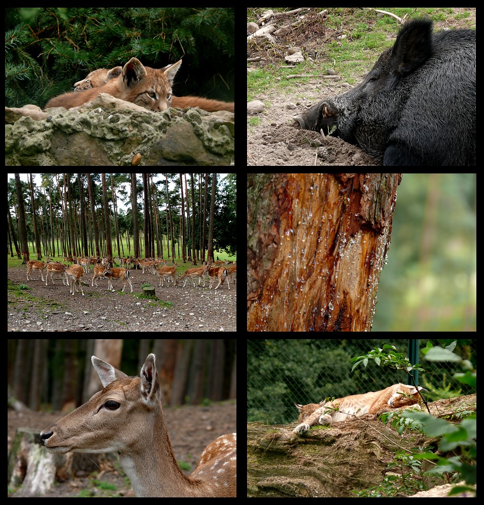 Rückblick 2009 - 11 # Wildpark