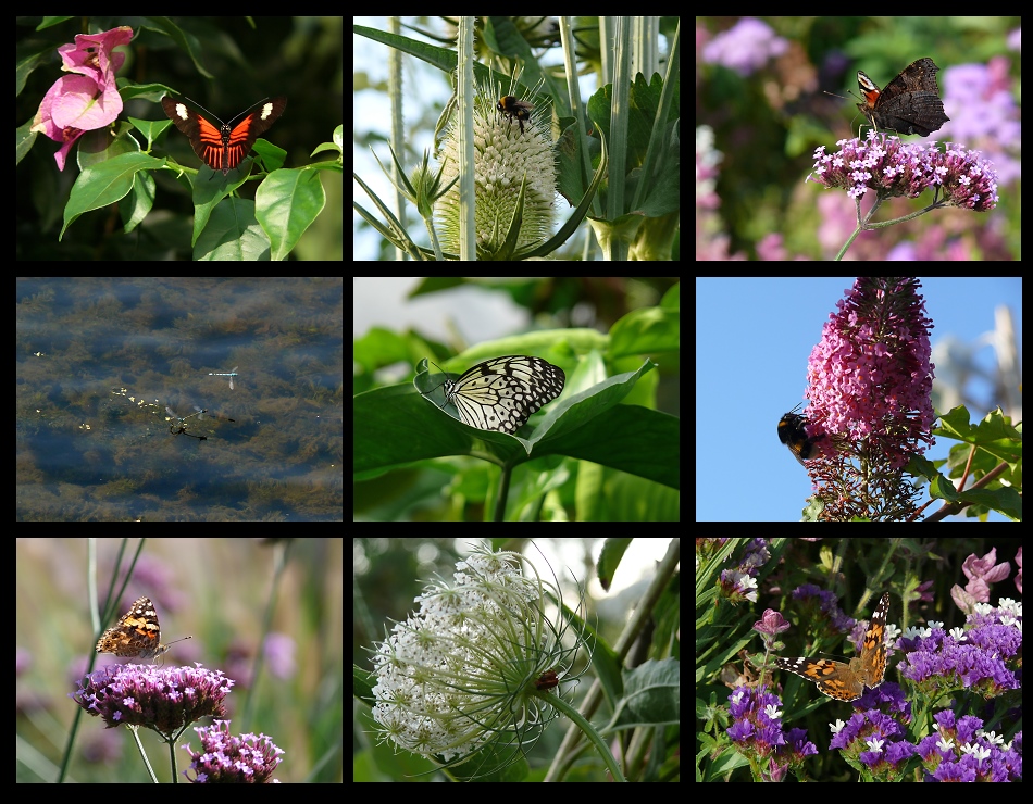 Rückblick 2009 - 13 # Insekten