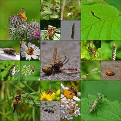 Rückblick 2011 Insekten