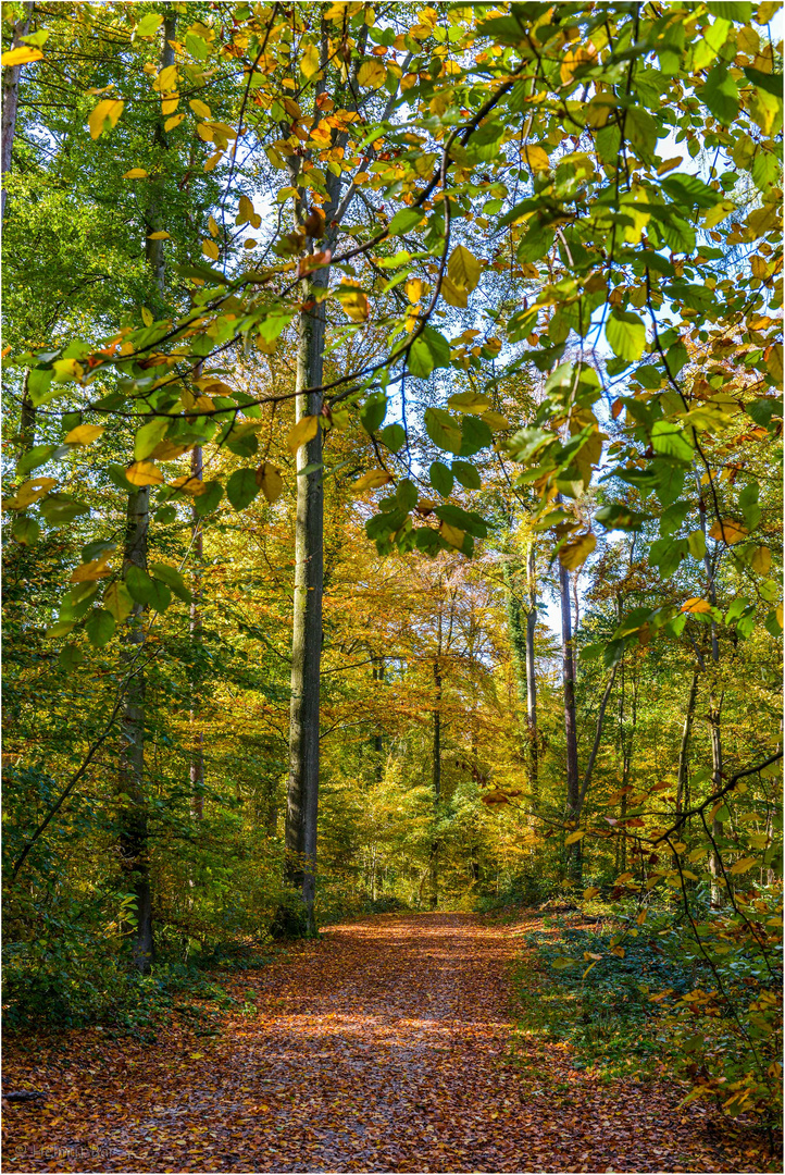 Rückblick Foto & Bild  jahreszeiten, herbst, natur Bilder auf 