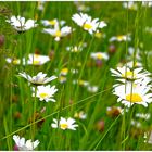 Rückblick auf den Frühling