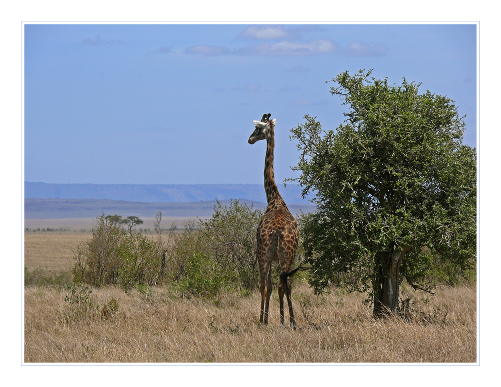 Rückblick auf die Masai Mara