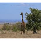 Rückblick auf die Masai Mara