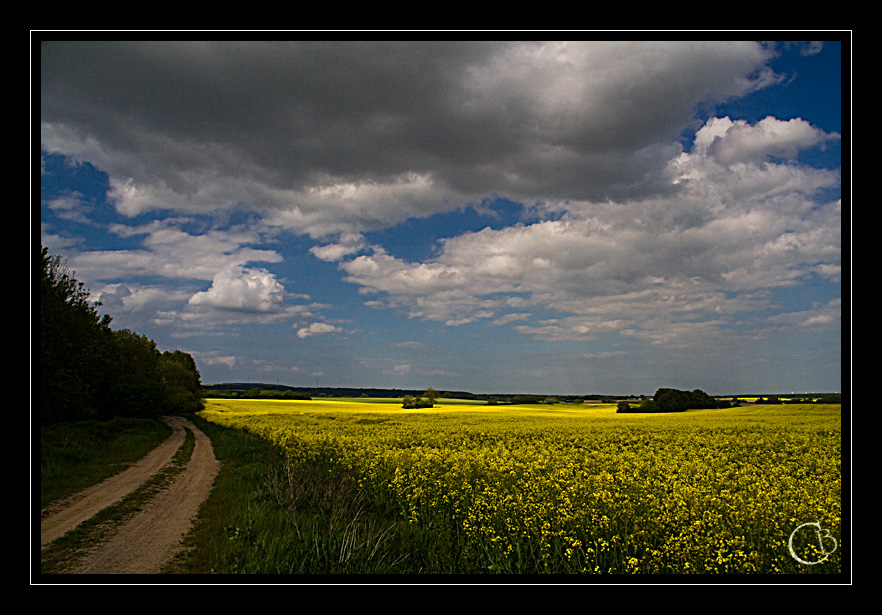 Rückblick auf die Rapsblüte