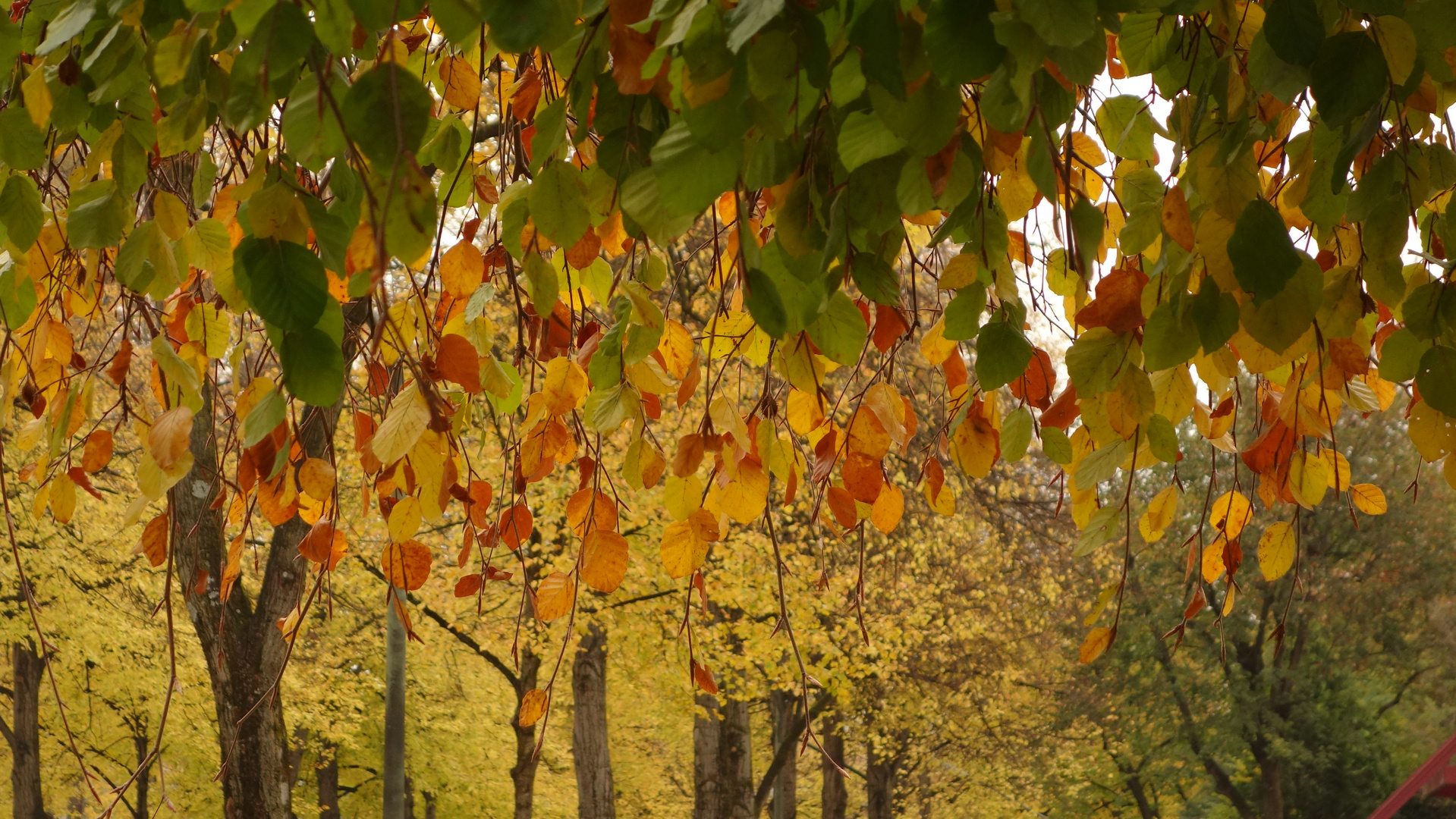 Rückblick auf einen schönen, farbenfrohen Herbsttag...