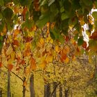 Rückblick auf einen schönen, farbenfrohen Herbsttag...