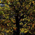 Rückblick auf einen wunderschönen Herbst...