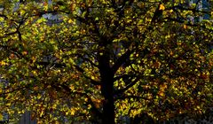 Rückblick auf einen wunderschönen Herbst...