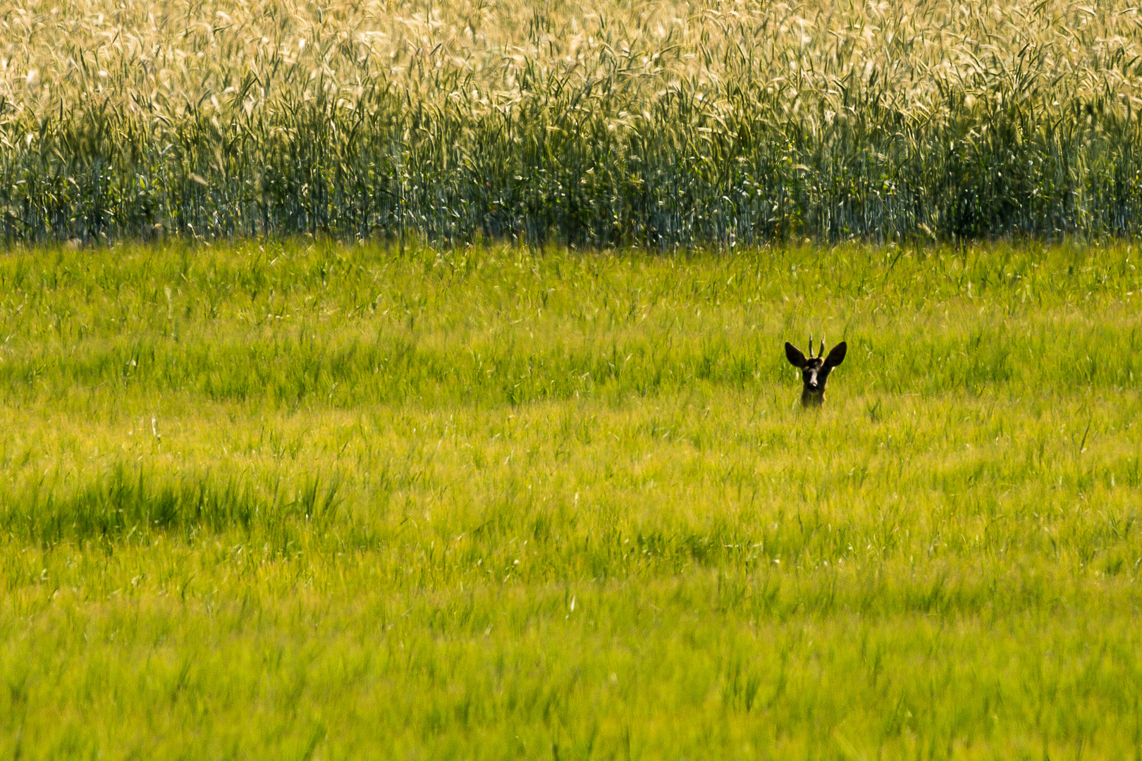 Rückblick aus sicherer Entfernung