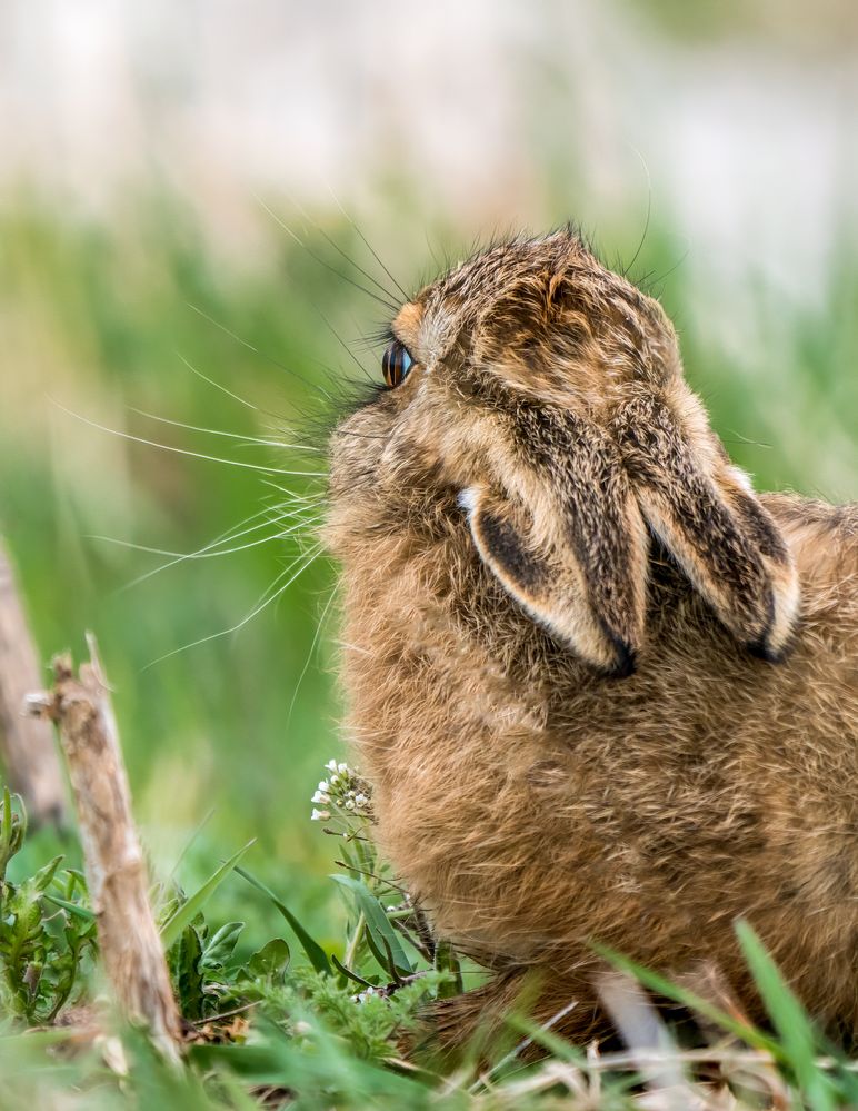 "RÜCKBLICK" aus Sicht der Hasi's