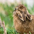 "RÜCKBLICK" aus Sicht der Hasi's