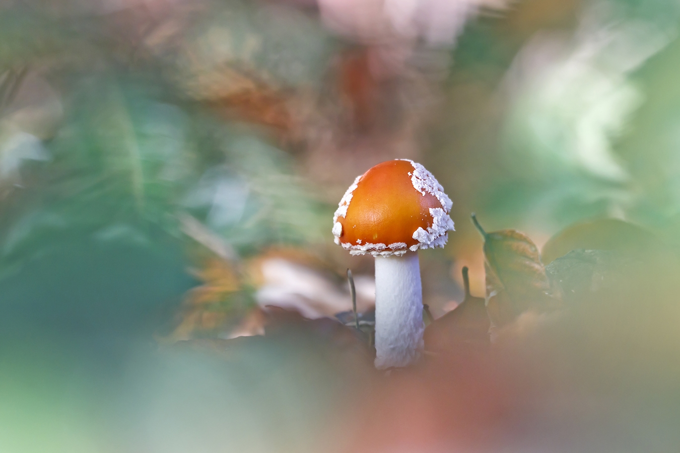 Rückblick in den Herbst