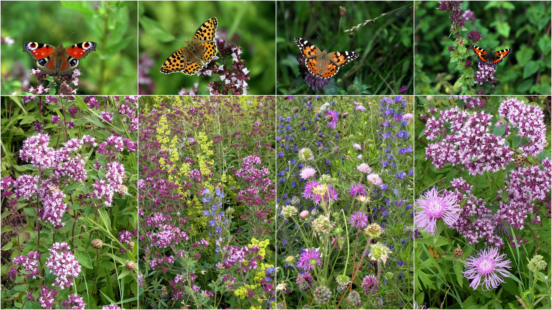 Rückblick Öko-Wiese Juli 2013