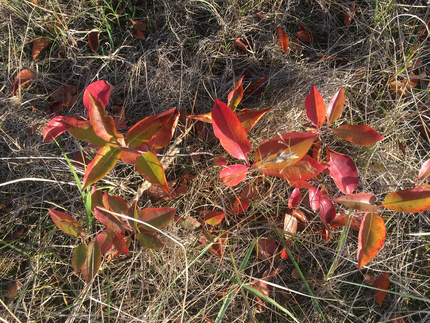 Rückblick,  Oktober im Garten