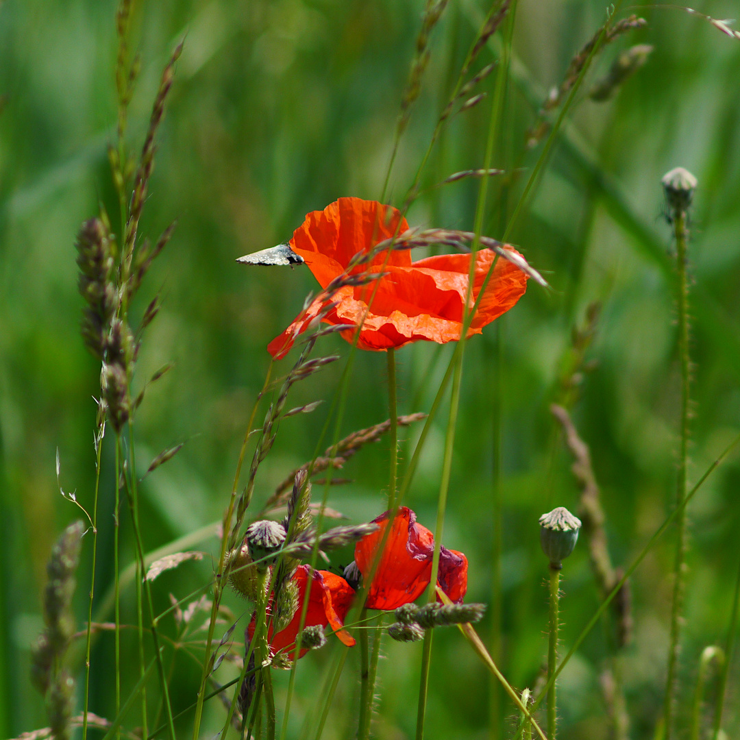 Rückblick Sommer 2023 - ROT