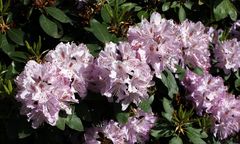 Rückblick zur Rhododendronblütezeit