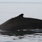 Rücken eines buckelwales