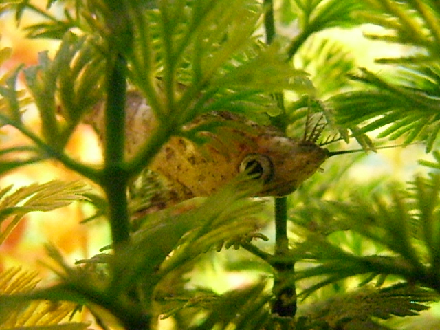 Rücken schwimmend Kongowelse 2