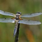 Rückenansicht einer Libelle