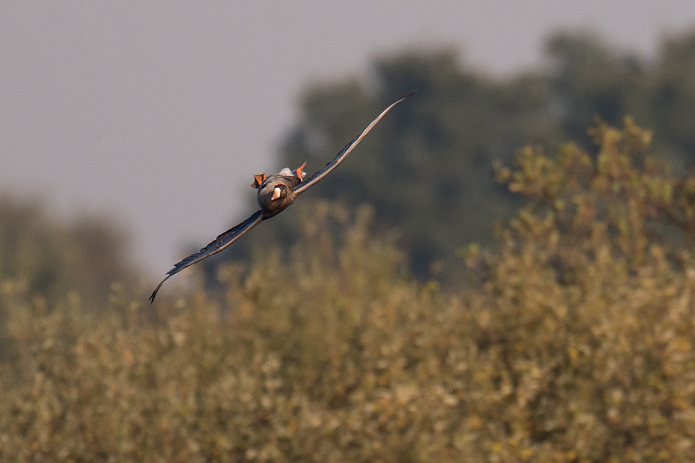 Rückenflug