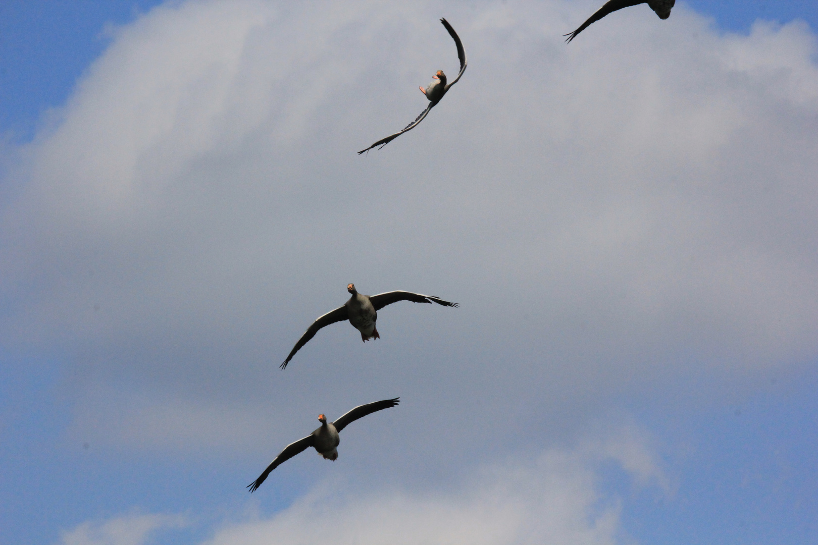 Rückenflug