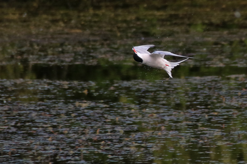 Rückenflug der Flussseeschwalbe