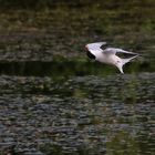 Rückenflug der Flussseeschwalbe