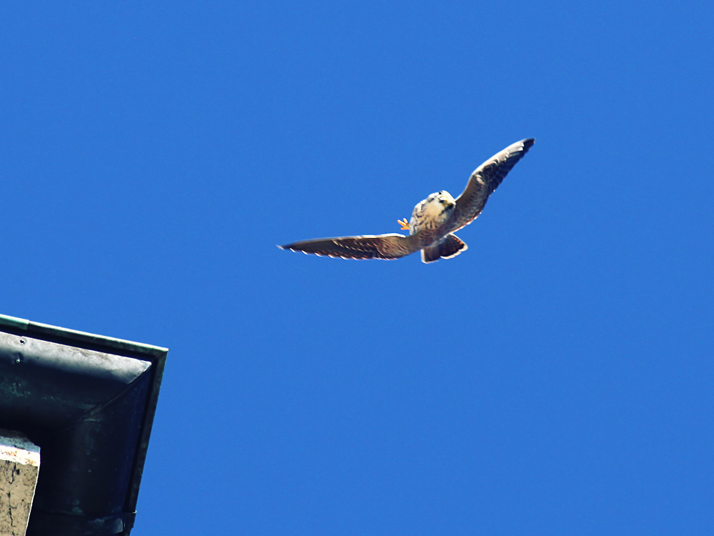 Rücken.Flug (Unscharf)