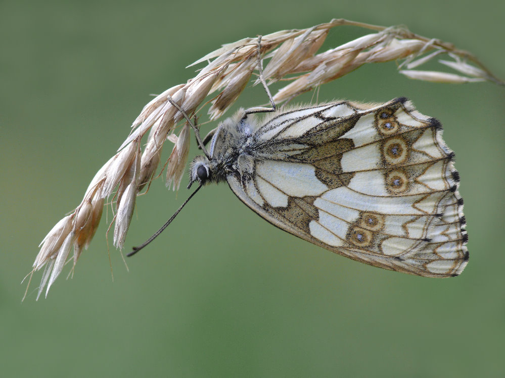 Rückenschläfer