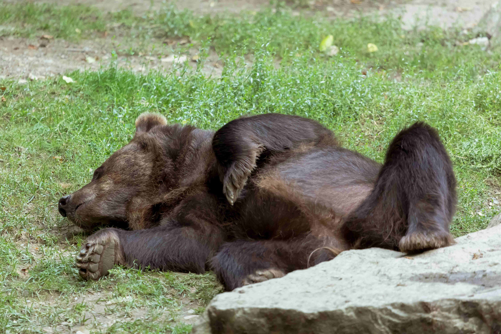 Rückenschläfer, Wildpark Bad Mergentheim