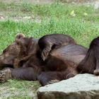 Rückenschläfer, Wildpark Bad Mergentheim