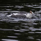 Rückenschwimmen im Badesee