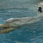 Rückenschwimmen leicht gemacht...