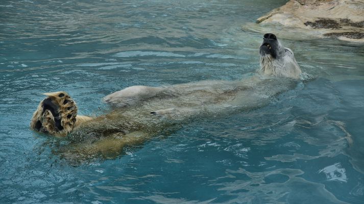 Rückenschwimmen leicht gemacht...