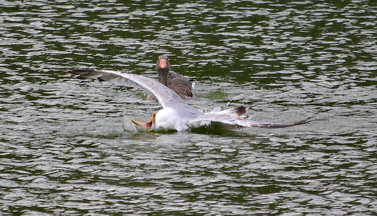 Rückenschwimmen mit Zuschauer