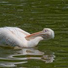 Rückenschwimmen oder.........