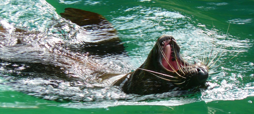 Rückenschwimmer...