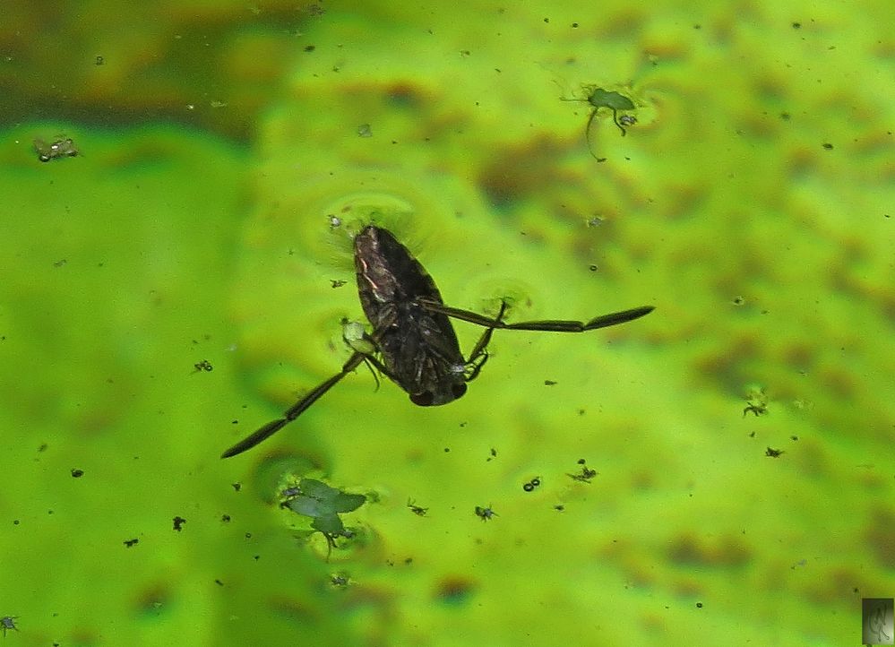 Rückenschwimmer Foto & Bild tiere, wildlife, insekten Bilder auf