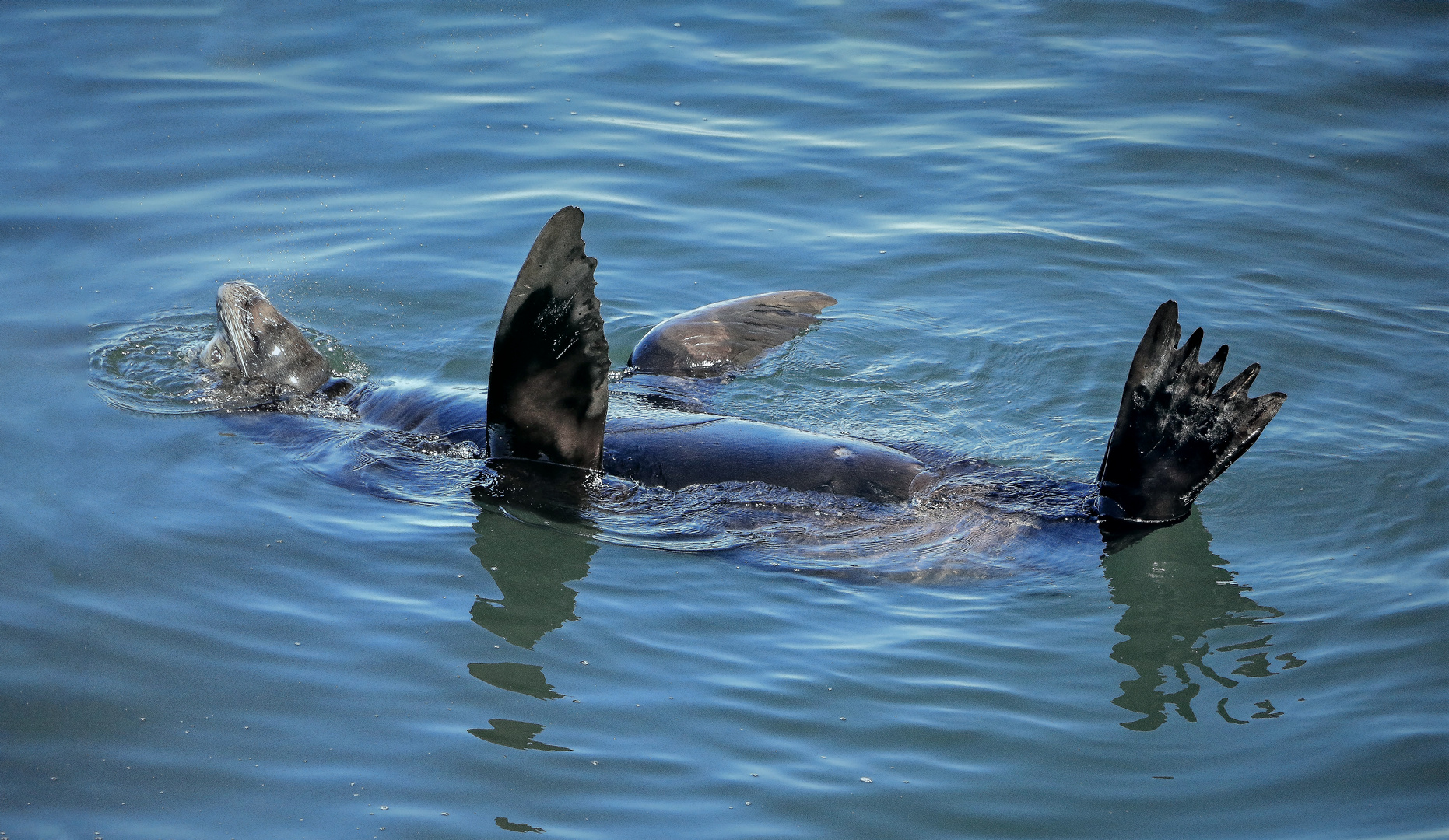 Rückenschwimmer in der Morro Bay