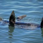 Rückenschwimmer in der Morro Bay