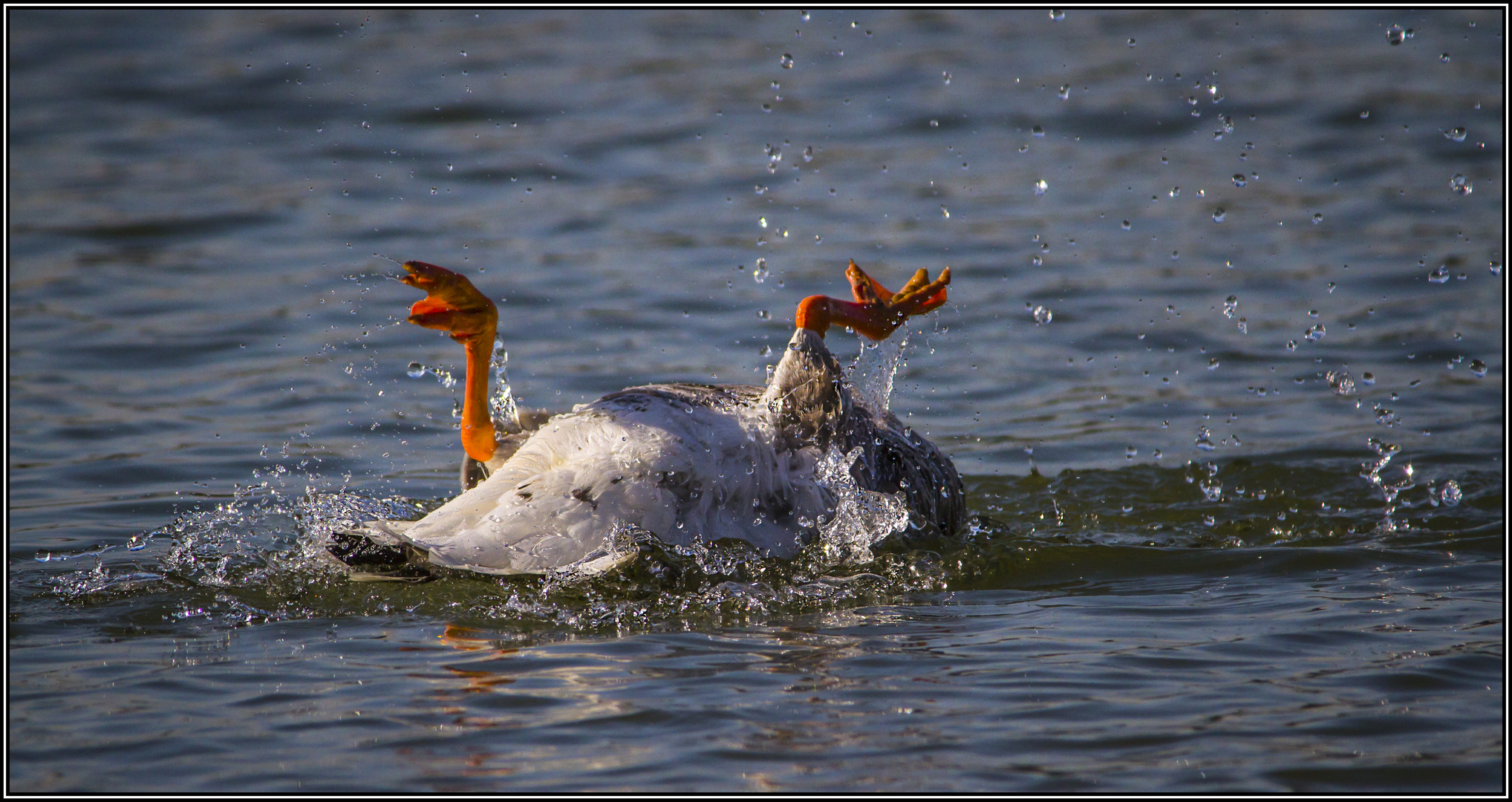 ...Rückenschwimmer.... ( Kanadagans )