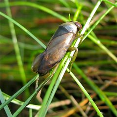 Rückenschwimmer (Notonecta glauca) - zu den Wanzen gehörig. Hilden,17.7.2010