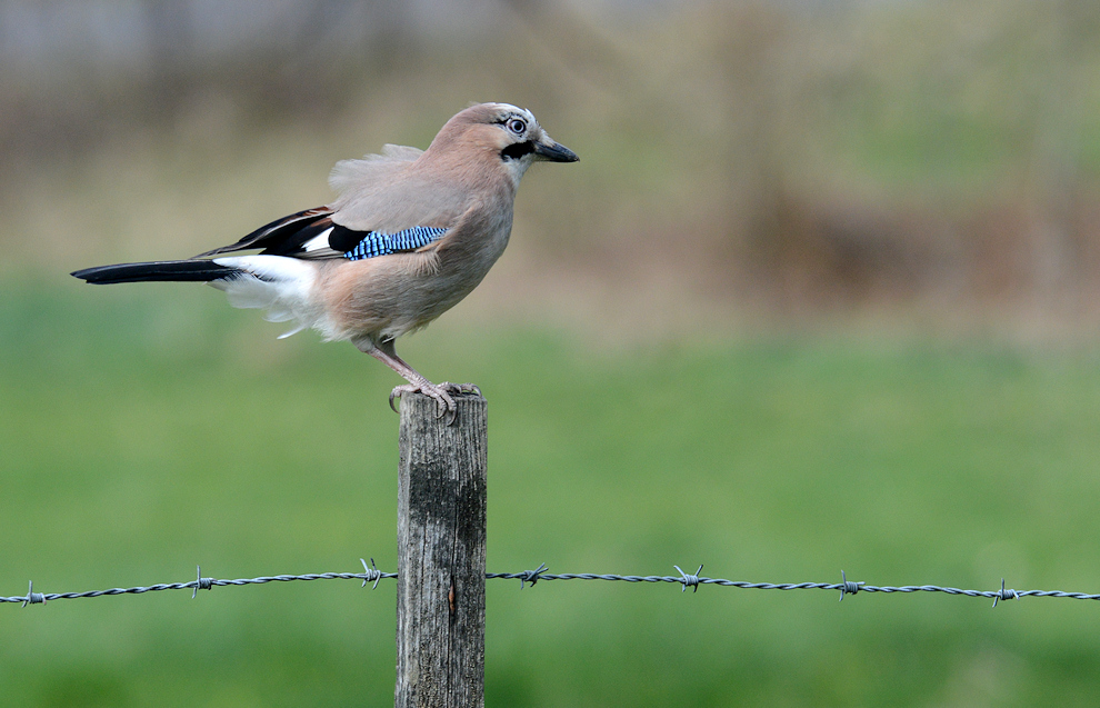 Rückenwind Foto & Bild tiere, wildlife, wild lebende vögel Bilder auf